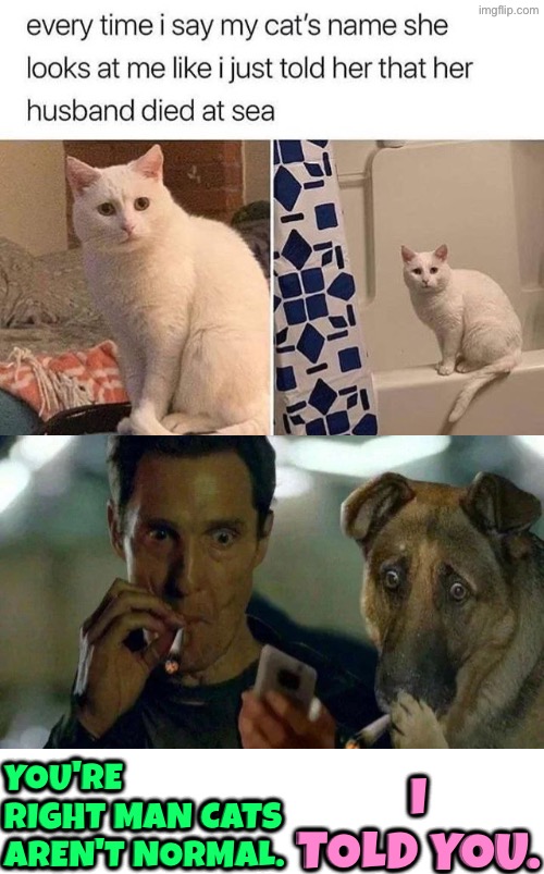 Weirdo Cat | I told you. You're right man cats aren't normal. | image tagged in cats,funny cats,facial expressions,reactions,weirdo,crazy cat | made w/ Imgflip meme maker