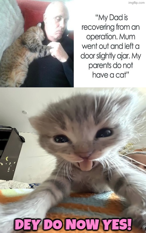 Dey Do Now Yes | Dey do now yes! | image tagged in cats,funny cats,cute kitten,adopted,surgery,clever | made w/ Imgflip meme maker