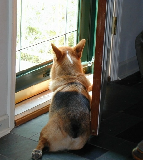 Corgi window Blank Meme Template