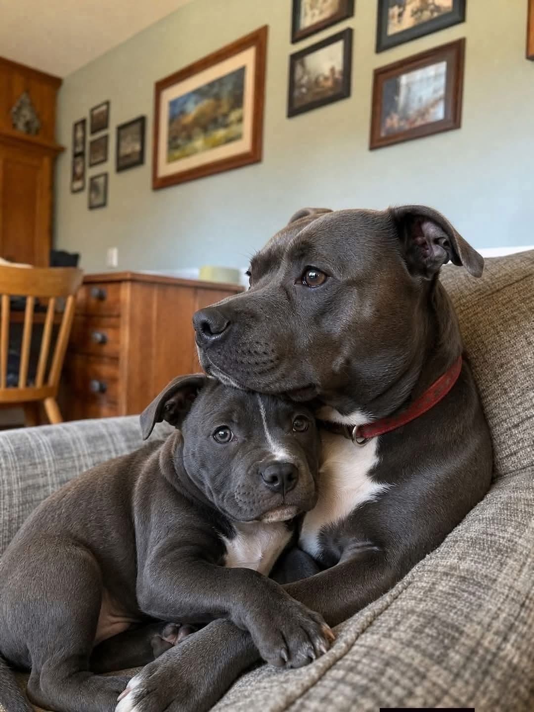 Pit bull Blank Meme Template
