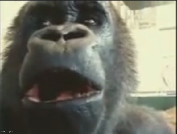 image tagged in shocked monkey | made w/ Imgflip meme maker