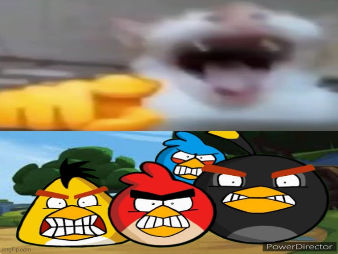 I made the Angry Birds mad by showing them a laughing and pointing cat. | image tagged in angry birds,cat,laughing,angry,funny,lol | made w/ Imgflip meme maker