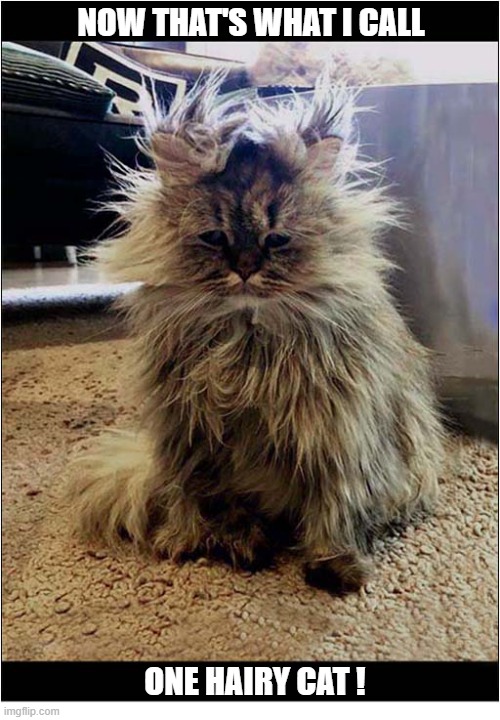 A Furry Feline | now that's what I call; one hairy cat ! | image tagged in cats,now thats what i call,hairy | made w/ Imgflip meme maker