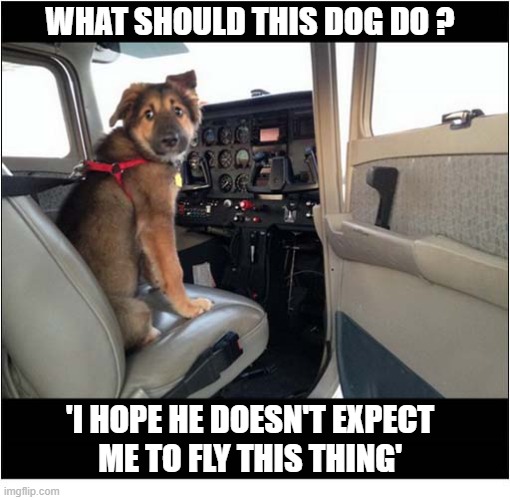 One Concerned Canine ! | What Should This Dog Do ? 'I hope he doesn't expect
me to fly this thing' | image tagged in dogs,concerned,cockpit | made w/ Imgflip meme maker