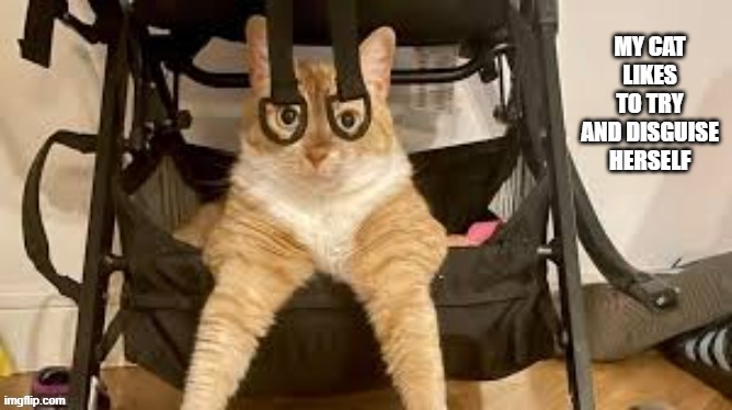 My cat likes to "try" to disguise herself. | image tagged in cat,kittens,funny,humor,disguise,funny cat memes | made w/ Imgflip meme maker