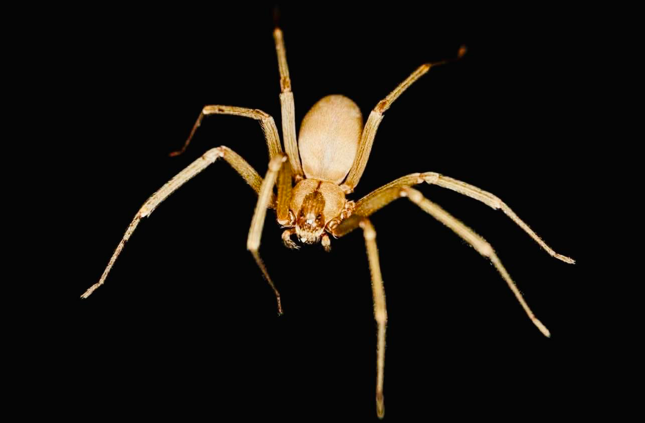 Brown Recluse Spider Blank Meme Template