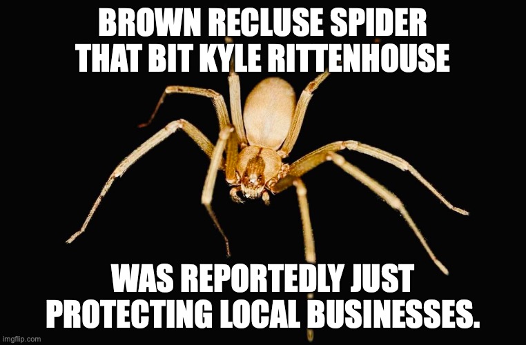 The spider's faux-tears while being interviewed were touching | Brown recluse spider that bit Kyle Rittenhouse; was reportedly just protecting local businesses. | image tagged in brown recluse spider,kyle rittenhouse,maga,blm | made w/ Imgflip meme maker