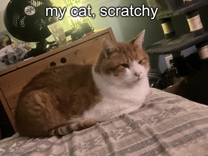 my cat, scratchy | image tagged in image jpg | made w/ Imgflip meme maker
