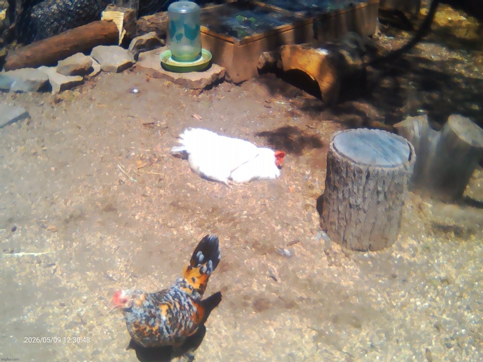 Lmaoo look at trouble!!! She's enjoying the sun well. She's just a melted puddle of chicken | image tagged in ignore the shitty quality | made w/ Imgflip meme maker