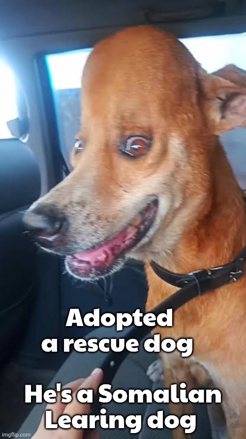 Somalia memes | Adopted a rescue dog; He's a Somalian Learing dog | image tagged in images 7 jpeg | made w/ Imgflip meme maker