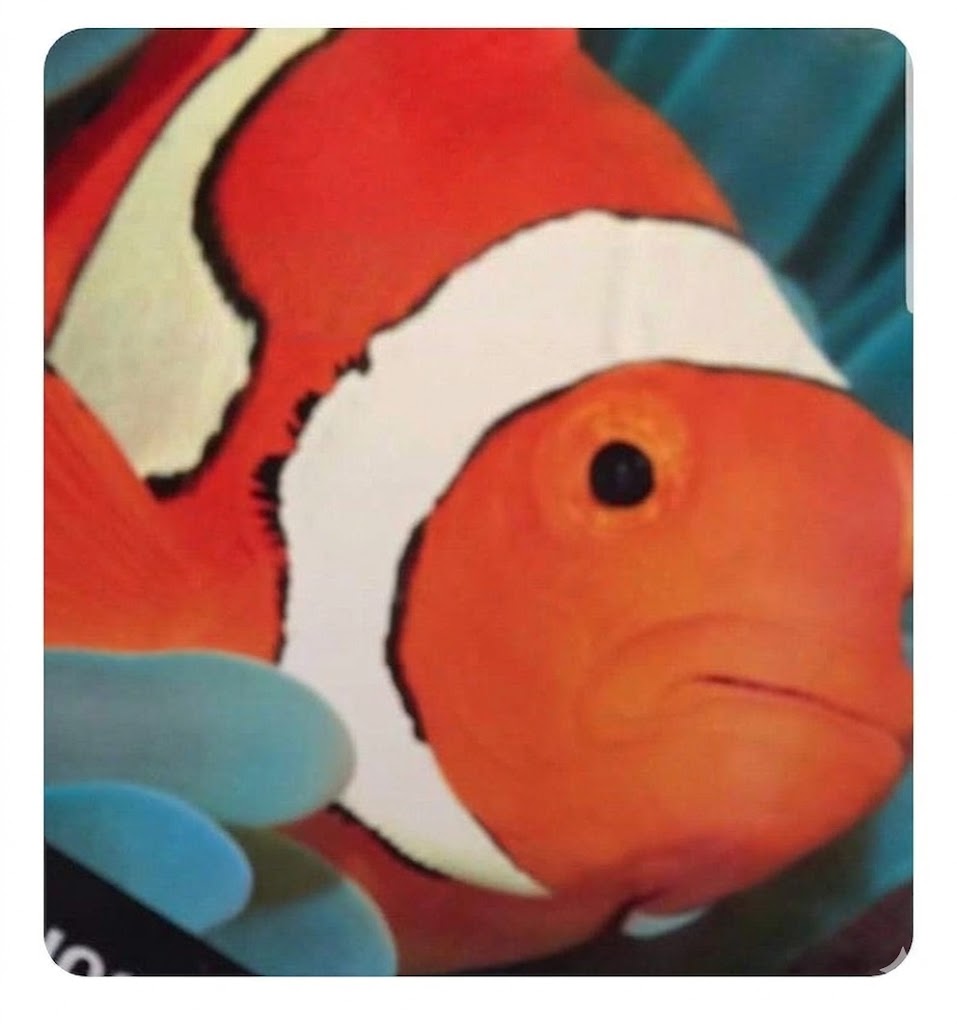 Where's my son Blank Meme Template