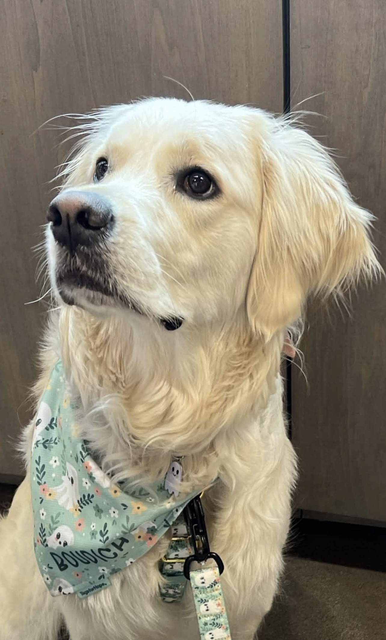 Waiting Dog Blank Meme Template