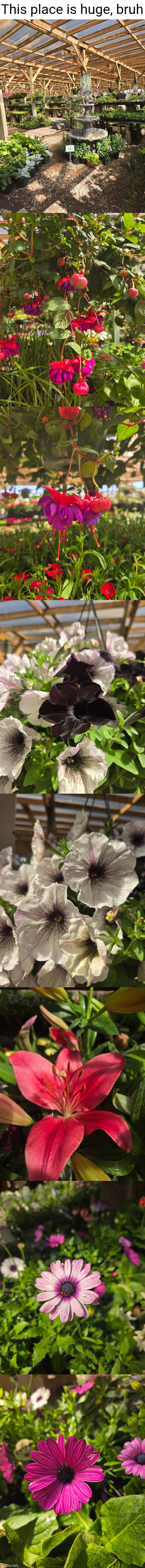 Took pics of a lot of flowers in this place... which is called a nursery for some reason | This place is huge, bruh | image tagged in flowers | made w/ Imgflip meme maker