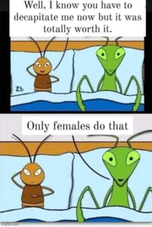 WAIT A SECOND | image tagged in praying mantis,sex,bugs,gay,gay sex,deception | made w/ Imgflip meme maker