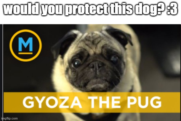 silly goober | would you protect this dog? :3 | image tagged in gyoza the pug | made w/ Imgflip meme maker