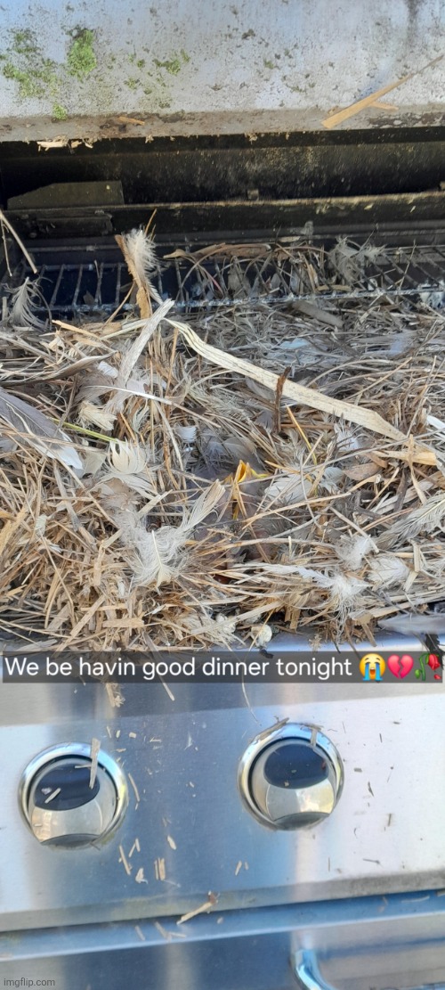 Robin nest in grill | made w/ Imgflip meme maker