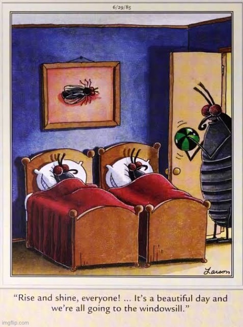 Do those bedbugs bite? | image tagged in the far side,comics,bugs,rise and shine,windowsill,beautiful day | made w/ Imgflip meme maker
