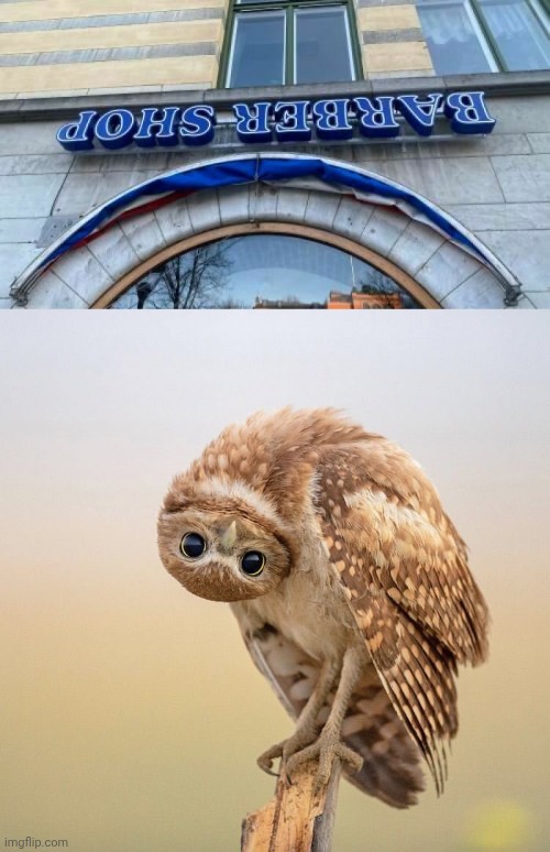 Barber shop upside down | image tagged in upside down owl look,upside down,barber shop,memes,barbershop,building | made w/ Imgflip meme maker