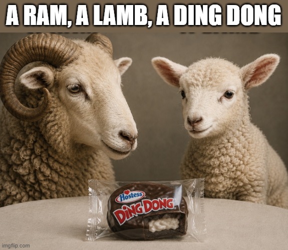 A ram, a lamb, a ding dong.      --  humor  -- | A ram, a lamb, a ding dong | image tagged in funny,humor,lamb,play on words,funny meme | made w/ Imgflip meme maker