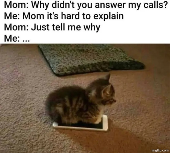 Because Of A Kitten | image tagged in cats,kittens,cute kitten,funny cats,why,text messages | made w/ Imgflip meme maker