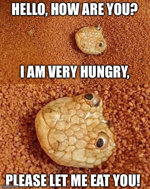 The Worlds Derpiest Snake Is Very Hungry | Hello, how are you? I am very hungry, Please let me eat you! | image tagged in img_2490 jpeg | made w/ Imgflip meme maker