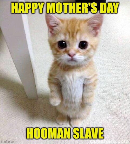 Cute Cat Meme | Happy mother's day; Hooman slave | image tagged in memes,cute cat | made w/ Imgflip meme maker