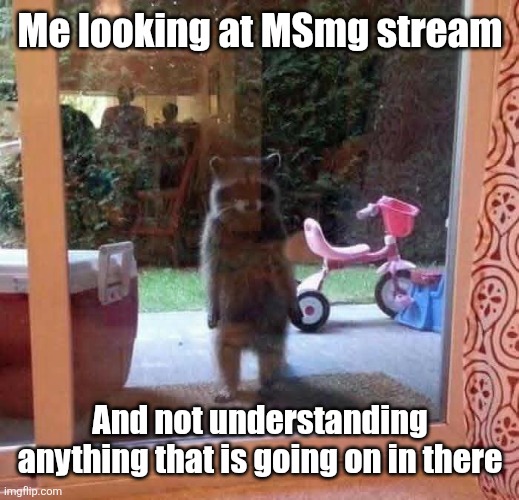 Me looking at MSmg stream; And not understanding anything that is going on in there | image tagged in curious,racoon,msmg,stream,wtf | made w/ Imgflip meme maker