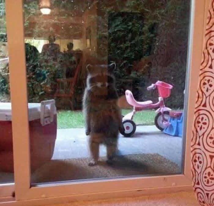 Curious racoon Blank Meme Template