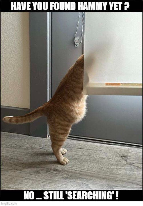 The Mysterious Disappearence Of The Hamster ! | Have You found hammy yet ? No ... still 'searching' ! | image tagged in cats,hamster,mystery,disappeared | made w/ Imgflip meme maker