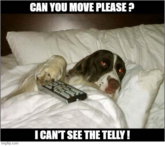 Late Night Viewing ... | Can you move please ? I can't see the telly ! | image tagged in dogs,television | made w/ Imgflip meme maker