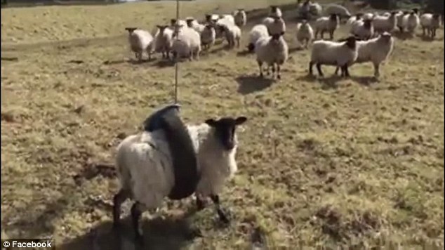 Stuck sheep Blank Meme Template