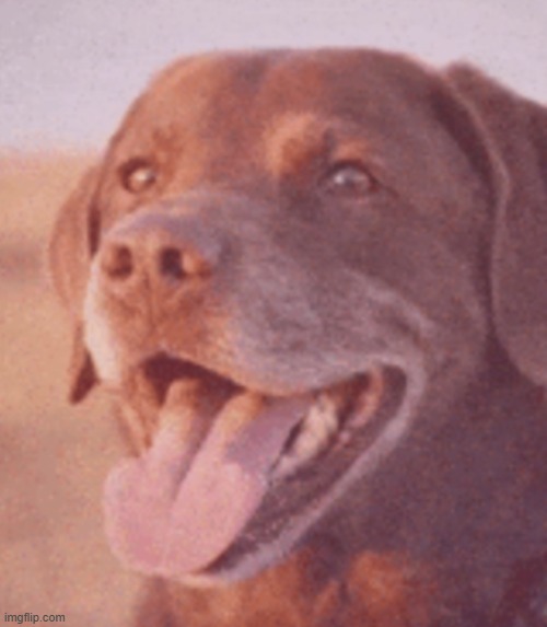 an image of a happy dog | made w/ Imgflip meme maker