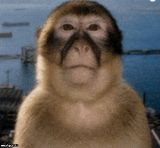 a monkey | made w/ Imgflip meme maker
