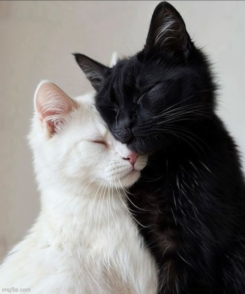 Kitty love | image tagged in kitty love | made w/ Imgflip meme maker