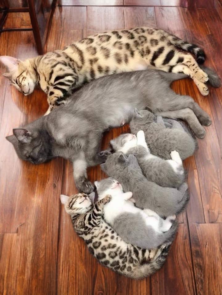 Kitty family Blank Meme Template