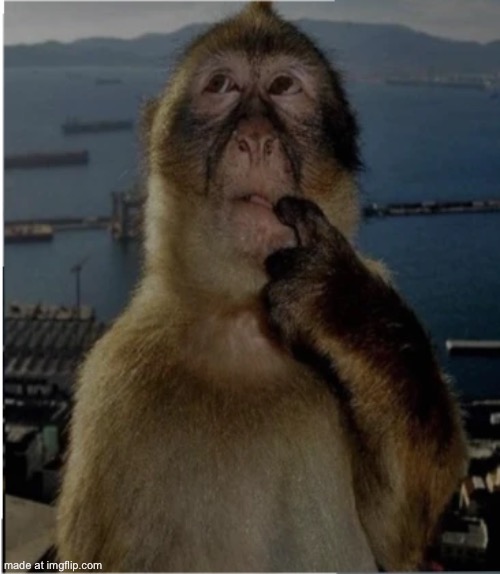 thinking monkey | image tagged in thinking monkey | made w/ Imgflip meme maker