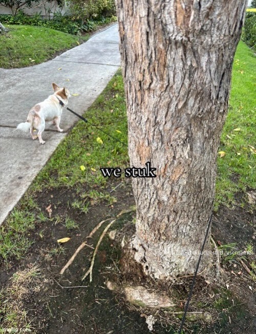 we stuk | image tagged in msmg,stuck | made w/ Imgflip meme maker