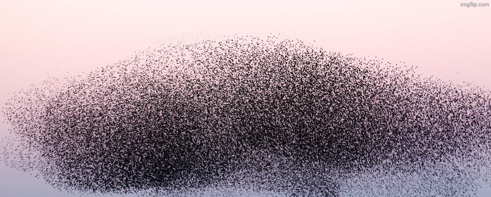 Swarm of bees | image tagged in swarm of bees | made w/ Imgflip meme maker