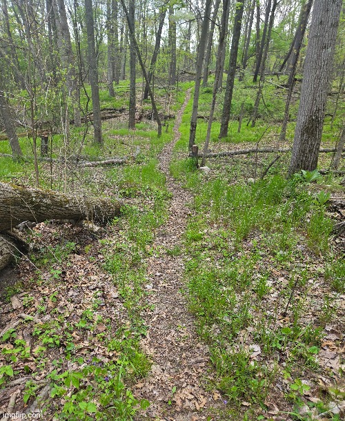 THIS TRAIL THROUGH THE FOREST | image tagged in nature,trees,trail,path | made w/ Imgflip meme maker