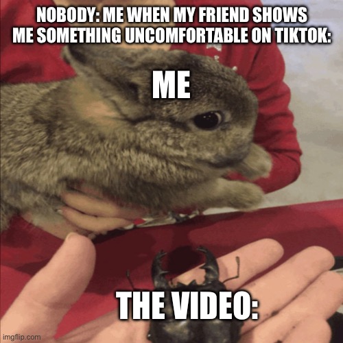 literally the most relatable thing on earth | NOBODY: ME WHEN MY FRIEND SHOWS ME SOMETHING UNCOMFORTABLE ON TIKTOK:; ME; THE VIDEO: | image tagged in funny memes,bunny,relatable | made w/ Imgflip meme maker