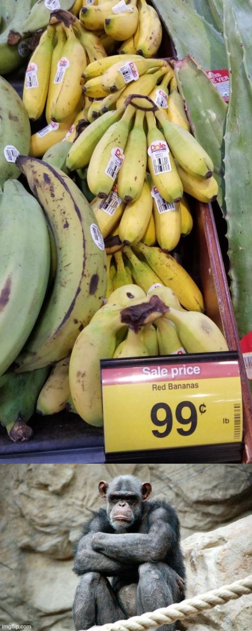 "Red bananas" | image tagged in angry monkey,red,bananas,banana,memes,you had one job | made w/ Imgflip meme maker