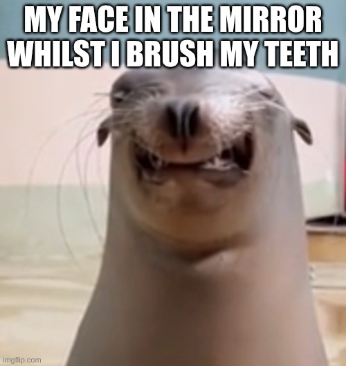 imgflip | My face in the mirror whilst I brush my teeth | image tagged in smiling sea lion | made w/ Imgflip meme maker