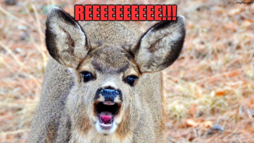 Angry Deer | Reeeeeeeeee!!! | image tagged in angry deer | made w/ Imgflip meme maker