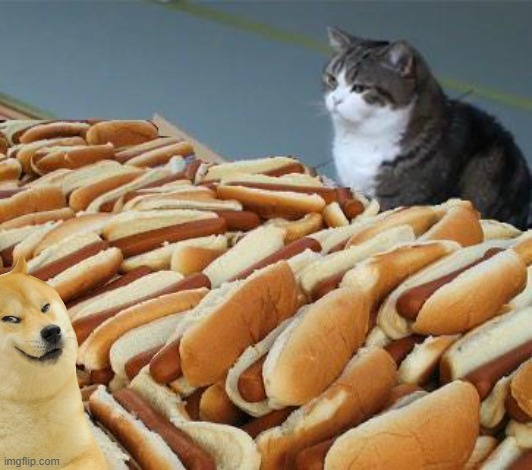 the DOG | image tagged in too many hot dogs | made w/ Imgflip meme maker