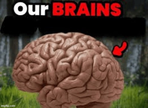 Our BRAINS | image tagged in our brains | made w/ Imgflip meme maker