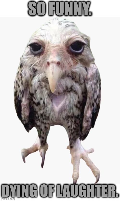 Funny joke, bro | So funny. Dying of laughter. | image tagged in wet,owl,joke,bad,sarcasm,funny | made w/ Imgflip meme maker