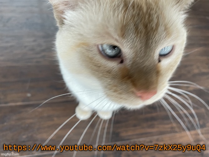 Cheze's Cat | https://www.youtube.com/watch?v=7zkX25y9uQ4 | image tagged in cheze's cat | made w/ Imgflip meme maker
