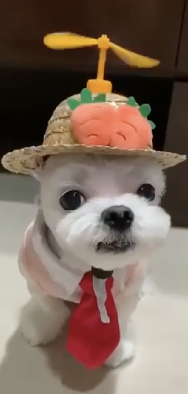 High Quality silly dog Blank Meme Template