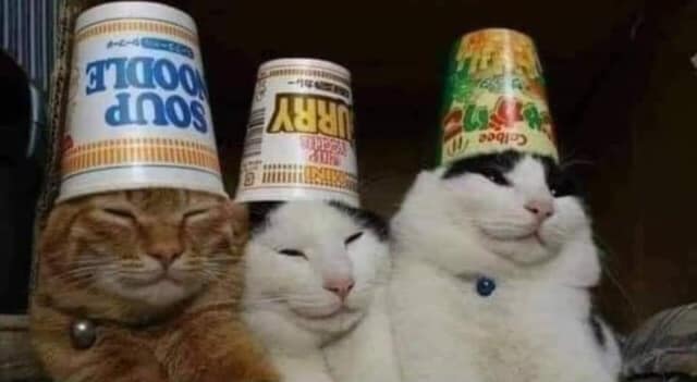 concejo gatos Blank Meme Template