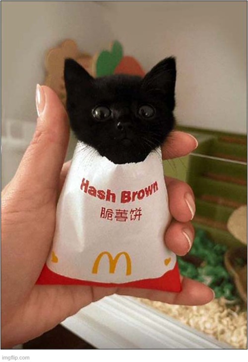 This Is Worrying ! | image tagged in cats,kitten,mcdonalds | made w/ Imgflip meme maker